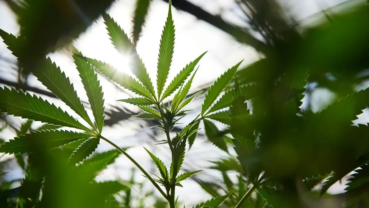Da semente apreendida ao banco de germoplasma: 20 anos da Lei de Drogas e a rastreabilidade do poder
