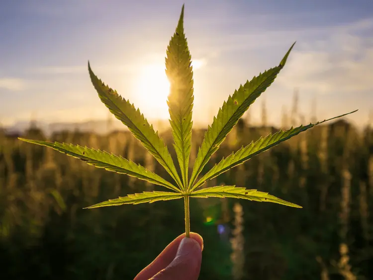 1º Encontro de Medicina Cannabinoide en Río Grande del Sur busca ayudar a nuevos médicos recetadores de cannabis