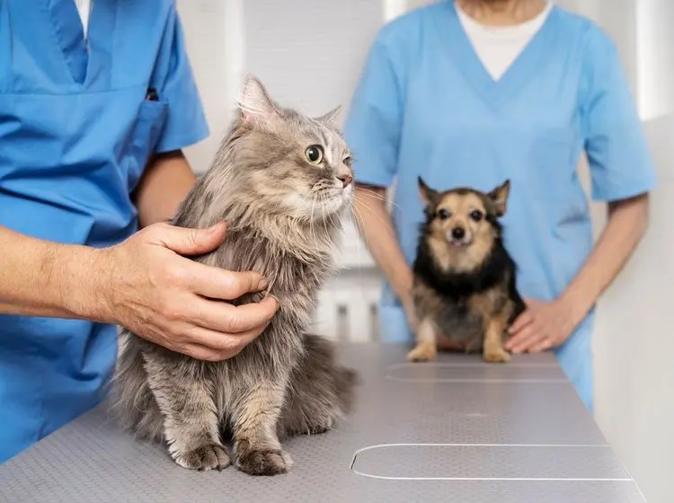 A situação jurídica precária em que se encontra a prescrição médica de cannabis para uso veterinário no Brasil 