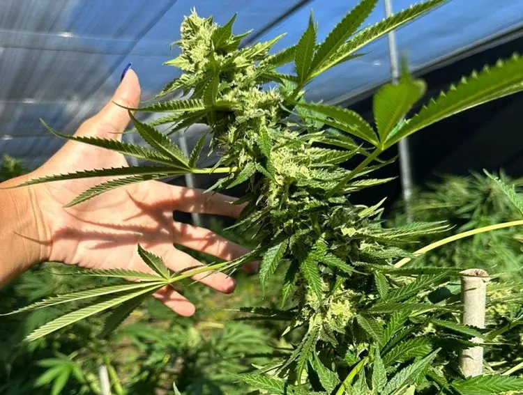 Liminar autoriza Abrace Esperança a fornecer flores de cannabis para 68 pacientes