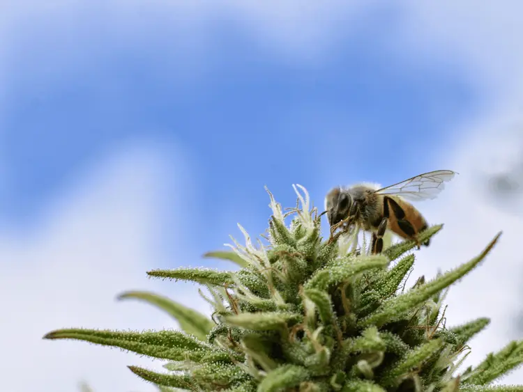 Alemanha segue sem definição do plano de legalização da maconha