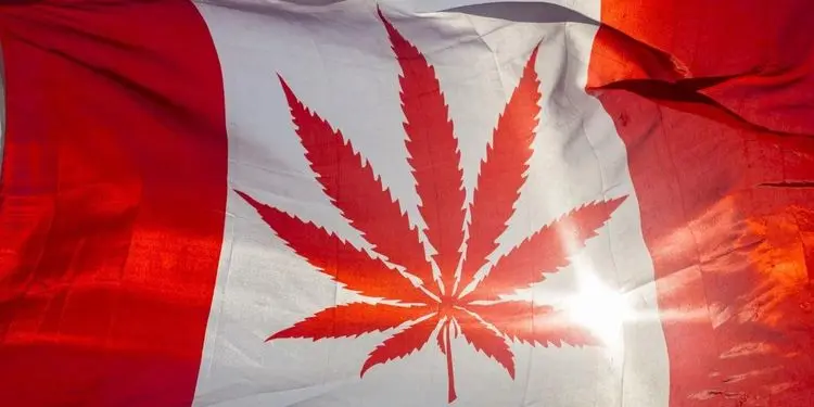 Altas taxas federais de cannabis elevam perdas financeiras e de empregos no Canadá