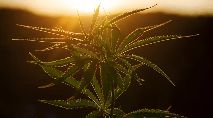 Anvisa completa 23 anos: uma linha do tempo sobre o órgão e a cannabis medicinal