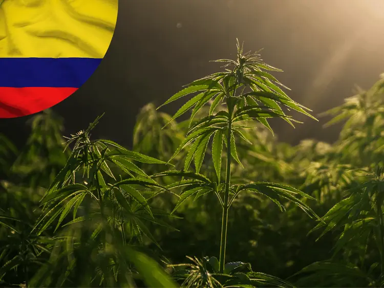 Congresso debate a legalização da cannabis para uso adulto