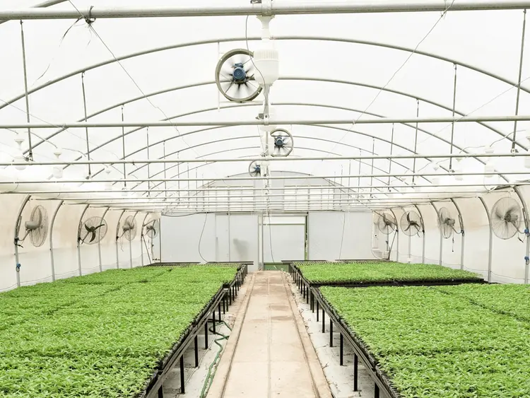 Argentina autoriza a comercialização do primeiro óleo de cannabis produzido pelo país