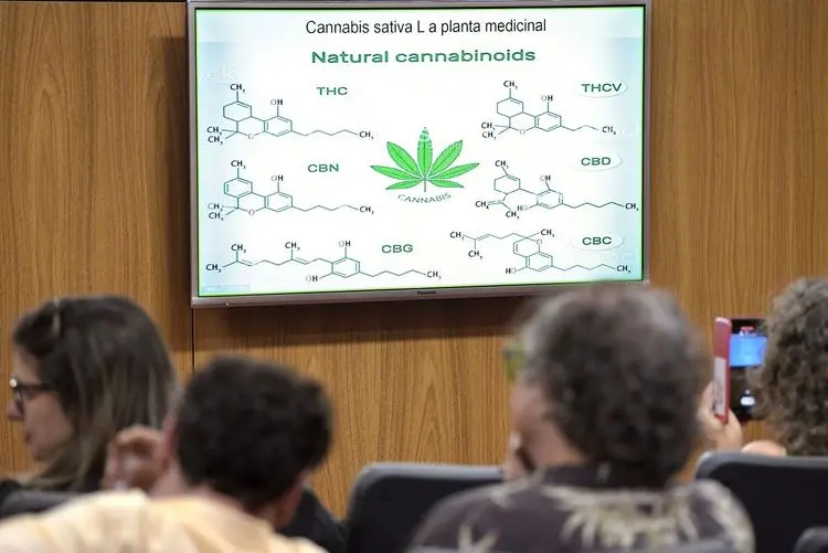 Minas Gerais discute regulamentação da cannabis medicinal em audiência pública nesta segunda