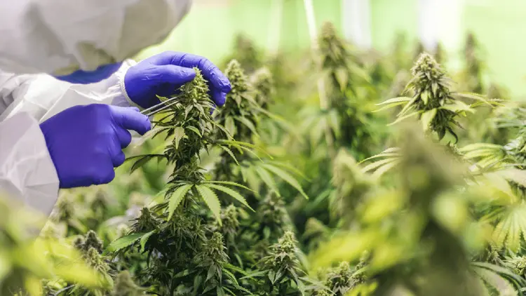 Avaliada em US$ 19 bilhões no passado, empresa de cannabis enfrenta crise severa