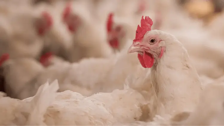 Marruecos evalúa el uso de cáñamo en la alimentación de aves para reducir antibióticos