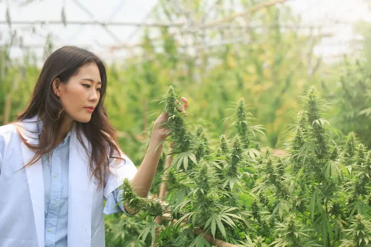 Tailândia sinaliza legislação da cannabis; reclassificação como narcótico sai da pauta