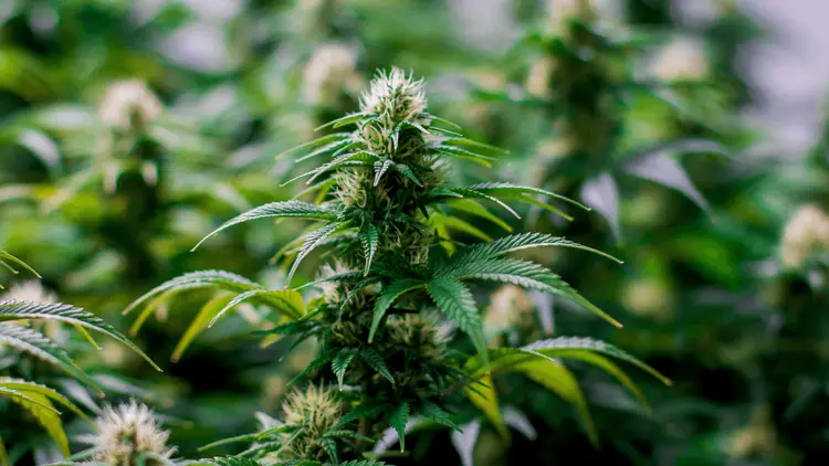 Brasil ultrapassa 870 mil pacientes em tratamento com cannabis em 2025