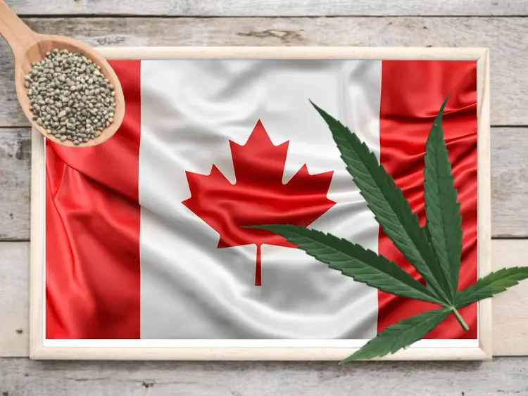 Canadá assume a dianteira como maior importador de sementes de cânhamo em 2023, revela relatório do USDA 