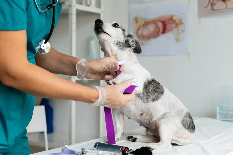 Anvisa permite prescrição veterinária de produtos à base de cannabis para uso medicinal em animais