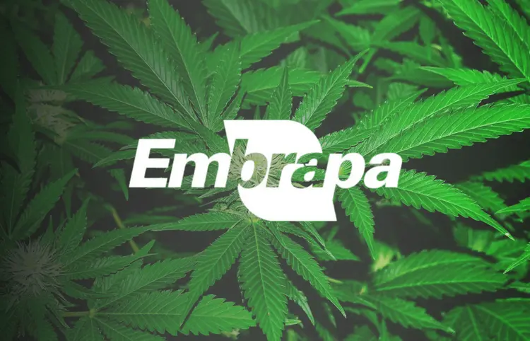 Embrapa apresenta plano para cultivo e pesquisa com cannabis no Brasil