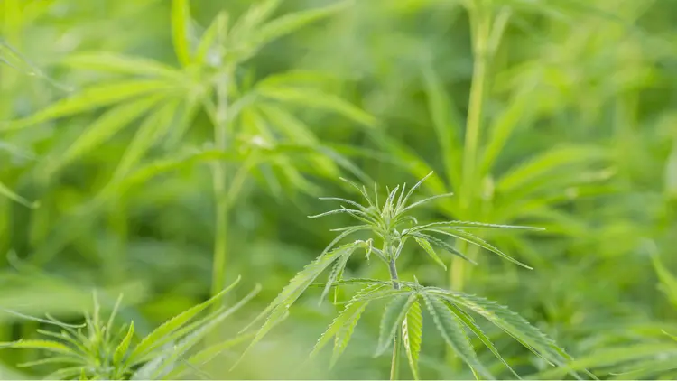 Cânhamo: a planta que não entorpece, mas pode curar e construir