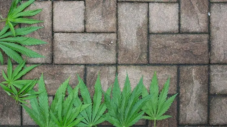 Brasil tem potencial para superar os EUA no mercado de hempcrete, mas falta regulamentação