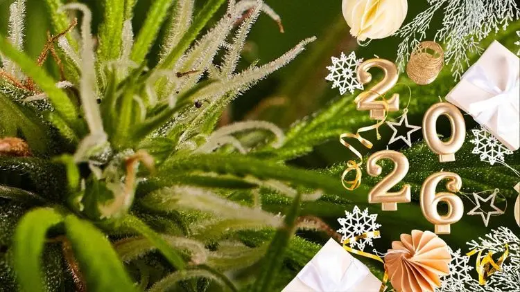 O Ano da Cannabis: tendências e projeções para o mercado em 2026