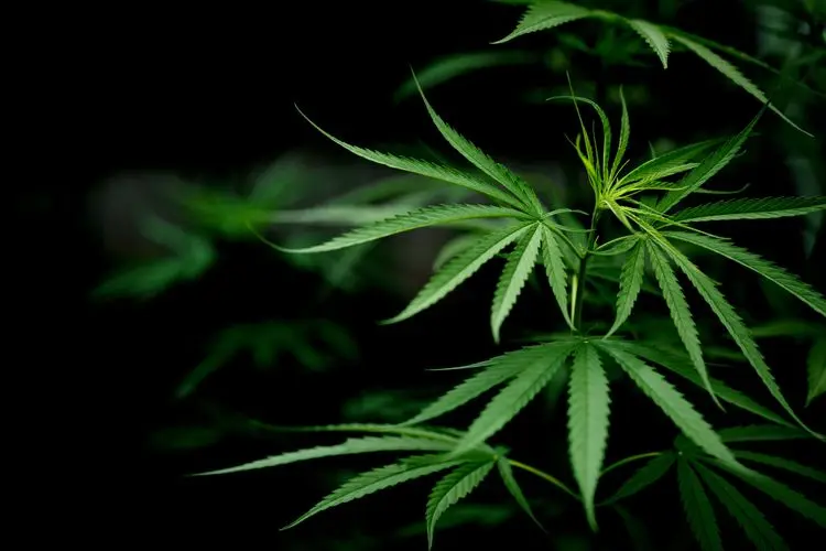 Exportações de cannabis medicinal do Canadá tem nova alta; vendas domésticas caem