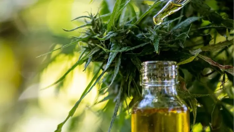 Projeto em SC propõe usar maconha apreendida pela polícia para produzir medicamentos