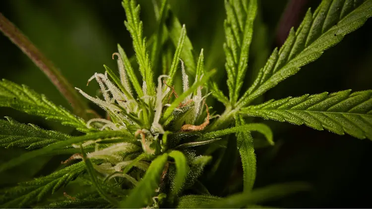 STJ destaca cumprimento da maioria das etapas para regulamentar o cultivo de cannabis medicinal