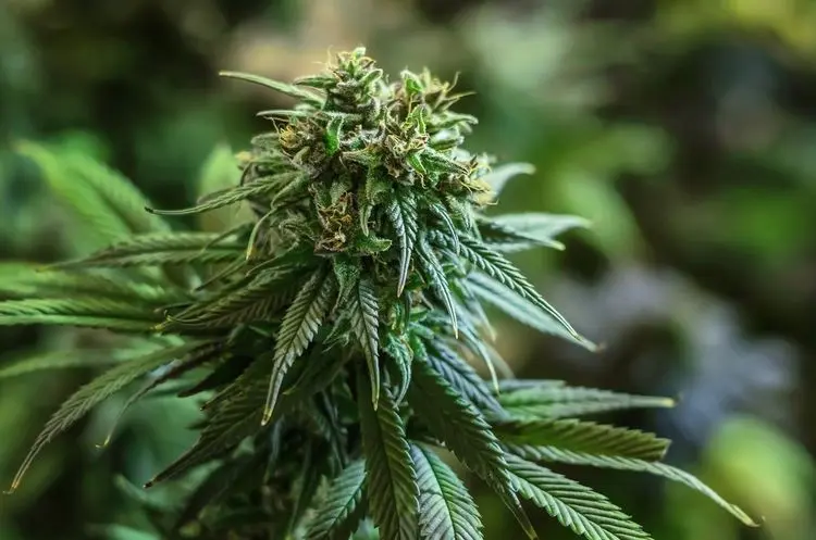Top 7 variedades de cannabis com alto teor de CBD para uso terapêutico