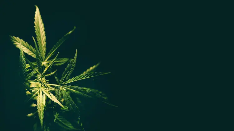 Florida Supreme Court to Review Cannabis Legalization Initiative for 2026