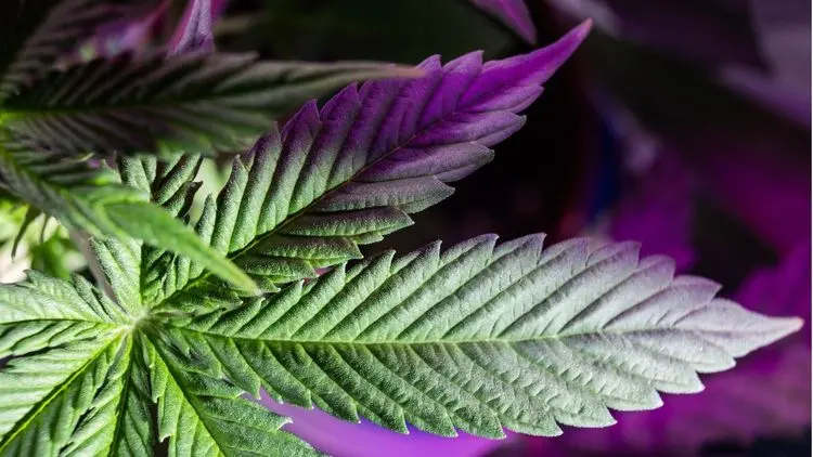 Justiça concede HC preventivo a argentino que viajará ao Brasil com cannabis medicinal