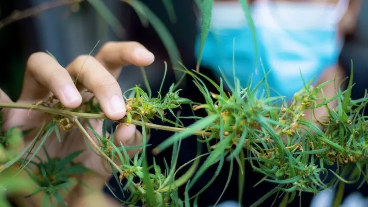 Cannabigerol shows analgesic potential in new Uerj study