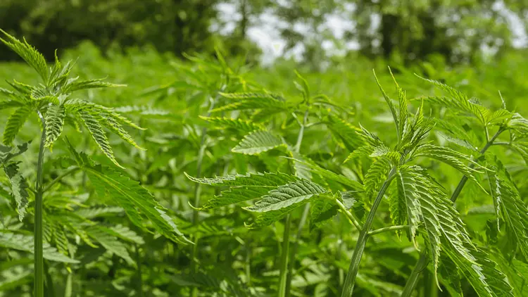 Uruguai concede licenças para produção de cannabis de uso adulto a 4 novas empresas