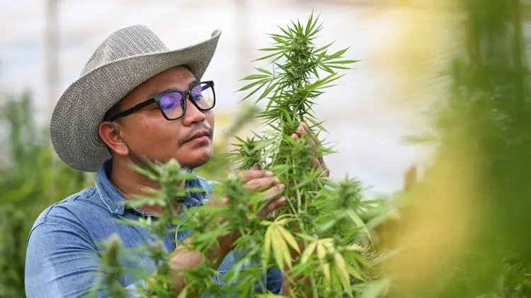 Variedade macho y hembra: diferencias y el impacto en el cultivo