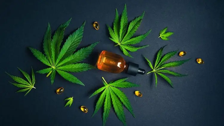 Terceiro setor lidera número de propostas enviadas em edital da Frente Parlamentar de Cannabis da Alesp