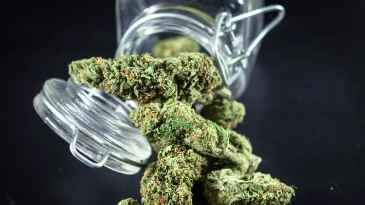 Cannabis legal na Alemanha reduz mercado ilícito em quase 90%