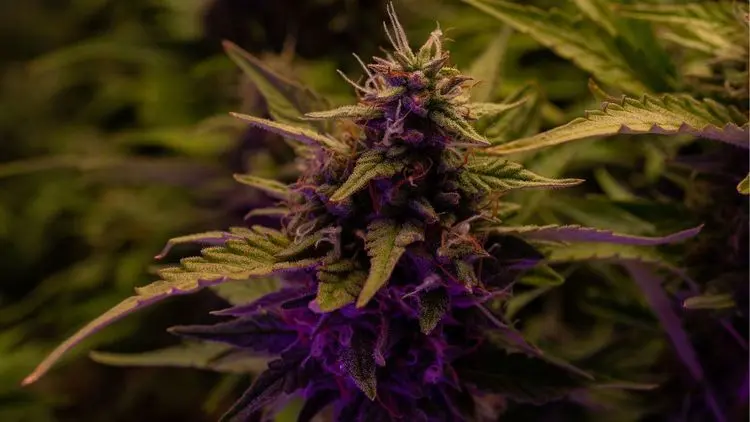 Expressões genéticas raras surgem em plantas de cannabis cultivadas com método vibracional