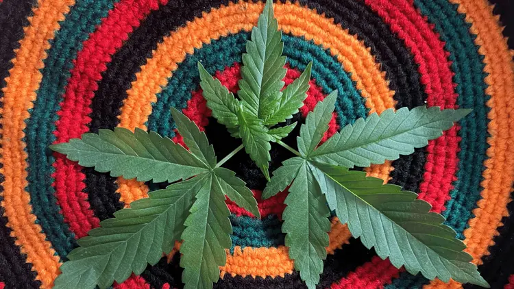 Homens preferem fumar, mulheres escolhem comestíveis e loções: o que um novo estudo diz sobre o uso da cannabis