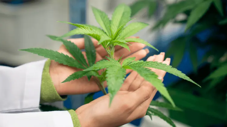 Novo derivado de canabicromeno sem risco de abuso reduz eficazmente a dor em camundongos