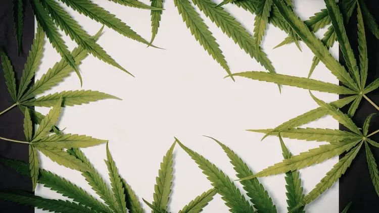 Análisis de la propuesta de Sandbox Regulatorio de la ANVISA para investigación con Cannabis Medicinal