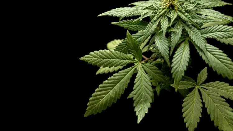 TJRJ reúne evidências sobre uso da cannabis em pessoas com TDAH