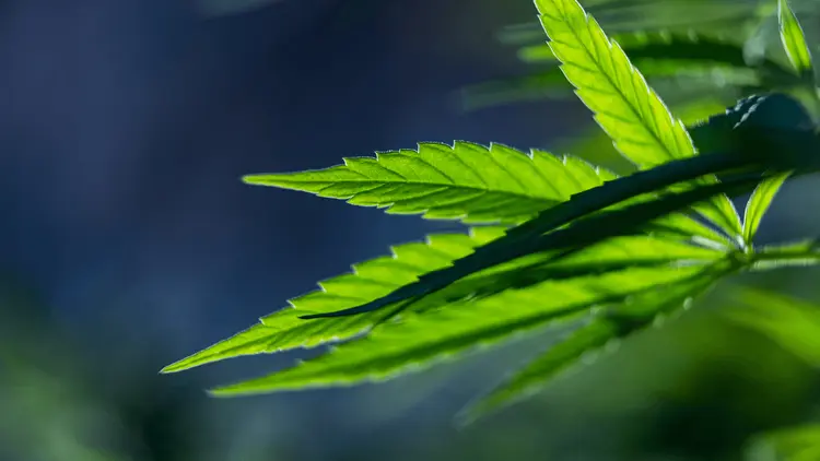 Cannabis, poder y escenificación: el orden detrás de la reclasificación