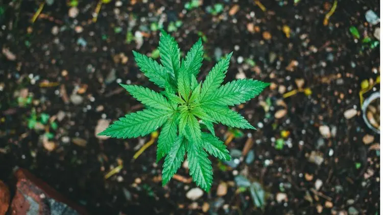 Cannabis e solo: o papel da planta na regeneração ambiental e no desenvolvimento sustentável