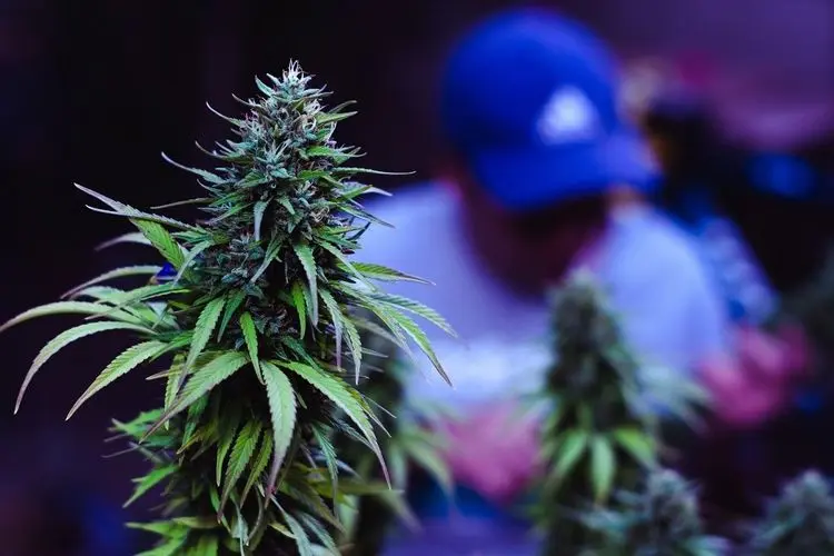 Cannabis in natura no Brasil: o dilema entre proibição e liberdade de acesso