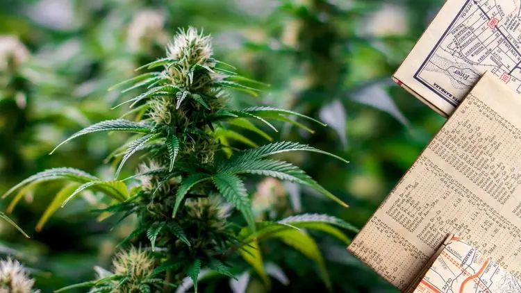Pesquisa da FACT mapeia funcionamento e desafios das associações de cannabis medicinal