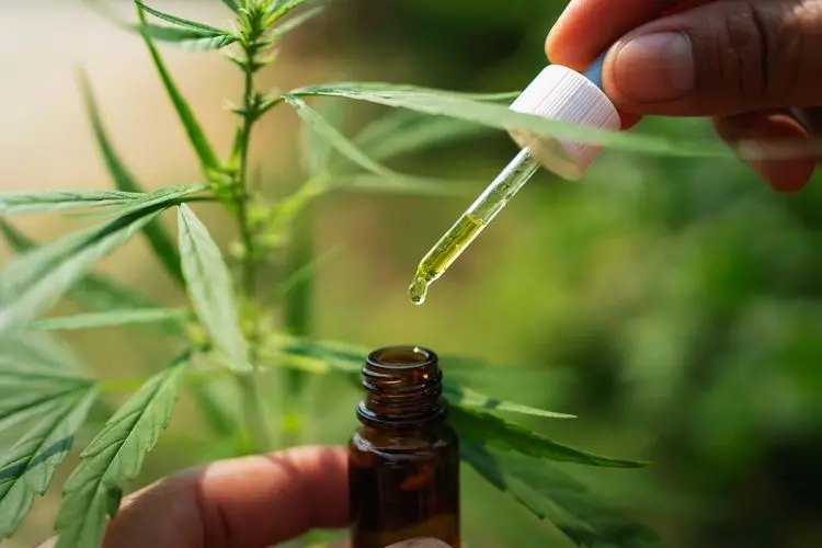 Polinésia Francesa aprova o uso medicinal da cannabis
