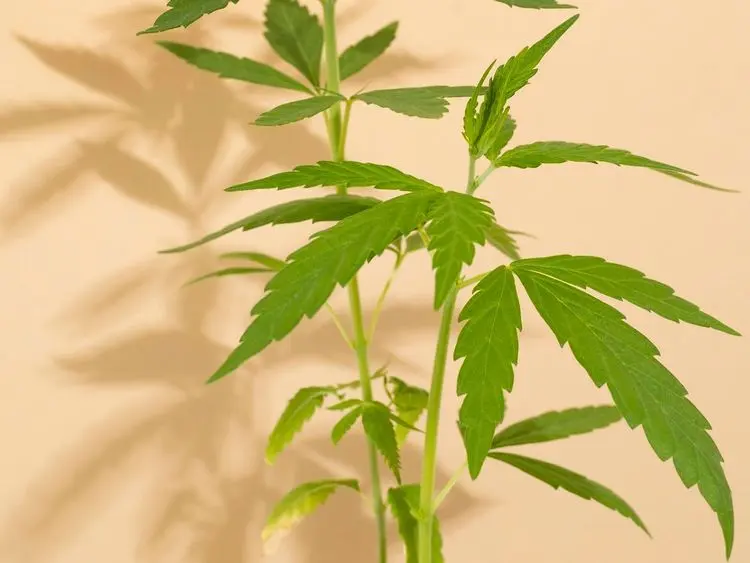 Cartilha aborda a relação da cannabis com as instituições públicas