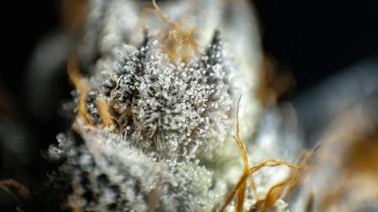 O perfume da planta: cientistas decifram a voz olfativa da cannabis