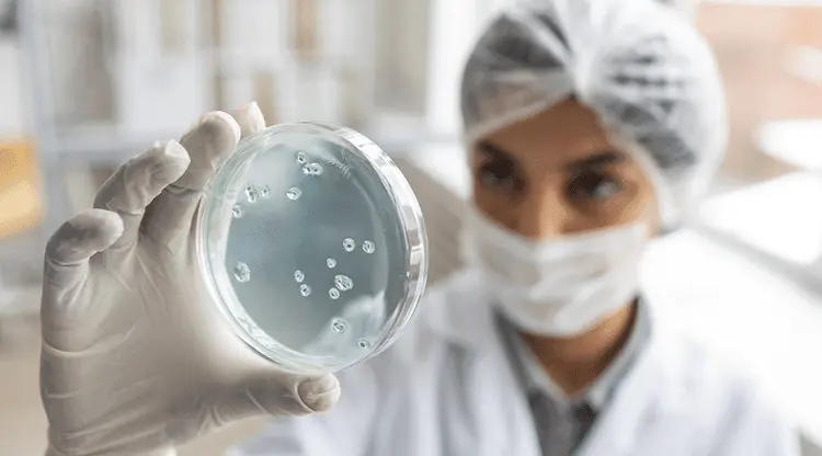 Cientistas descobrem como as células de cannabis produzem canabinoides