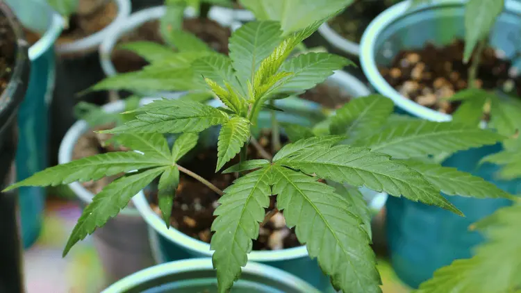 MPF apoia autorização para cultivo de Cannabis medicinal no Amazonas