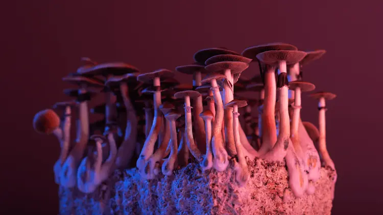 Use of Psychedelics to be Monitored in the US Armed Forces