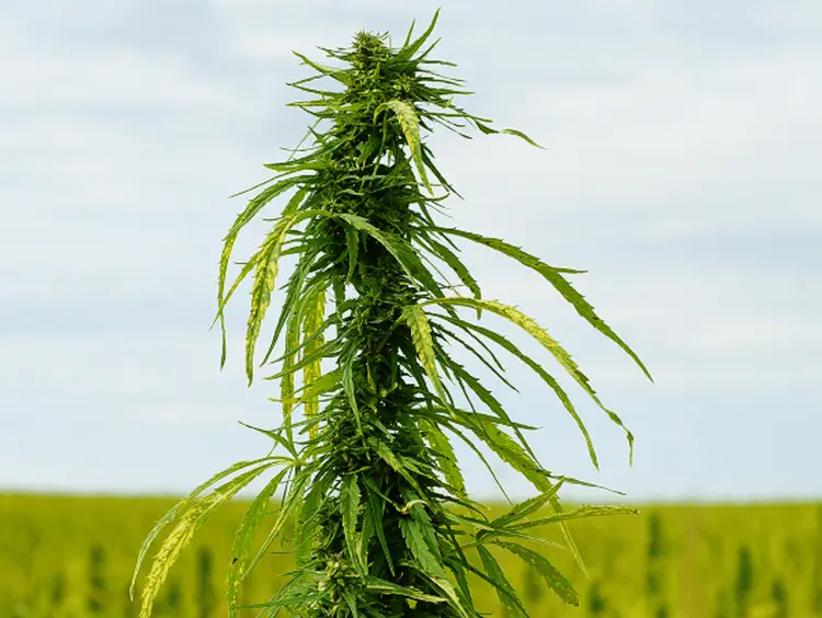 Como abrir uma associação de pacientes de cannabis no Brasil: desvendando os processos 