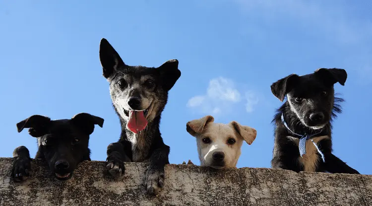 Congresso canábico traz relatos de casos aplicado na Medicina Veterinária
