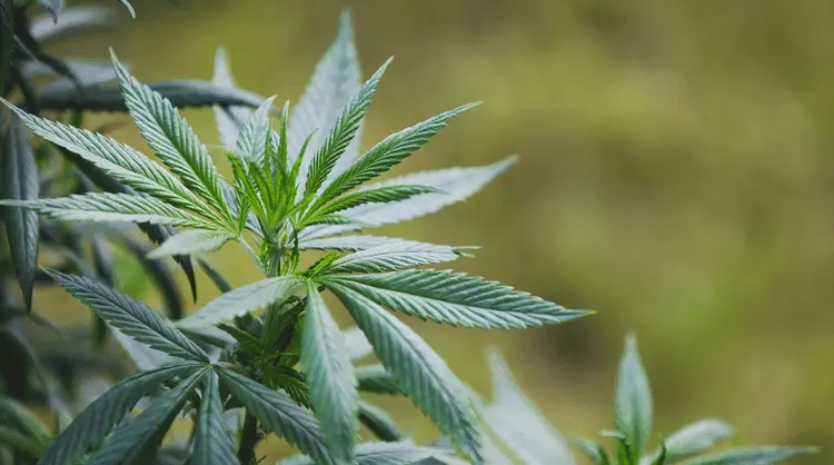 Conheça ativistas LGBTQIAPN+ que lutaram pelo acesso à cannabis medicinal