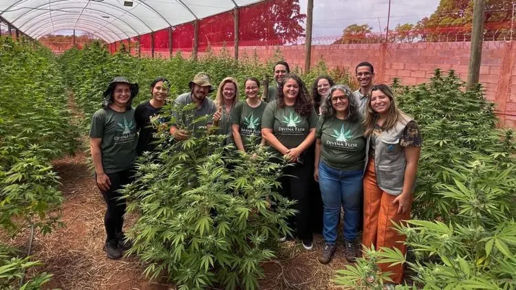 Fiocruz apoia associação de MS em pesquisas sobre cannabis medicinal e acesso no SUS